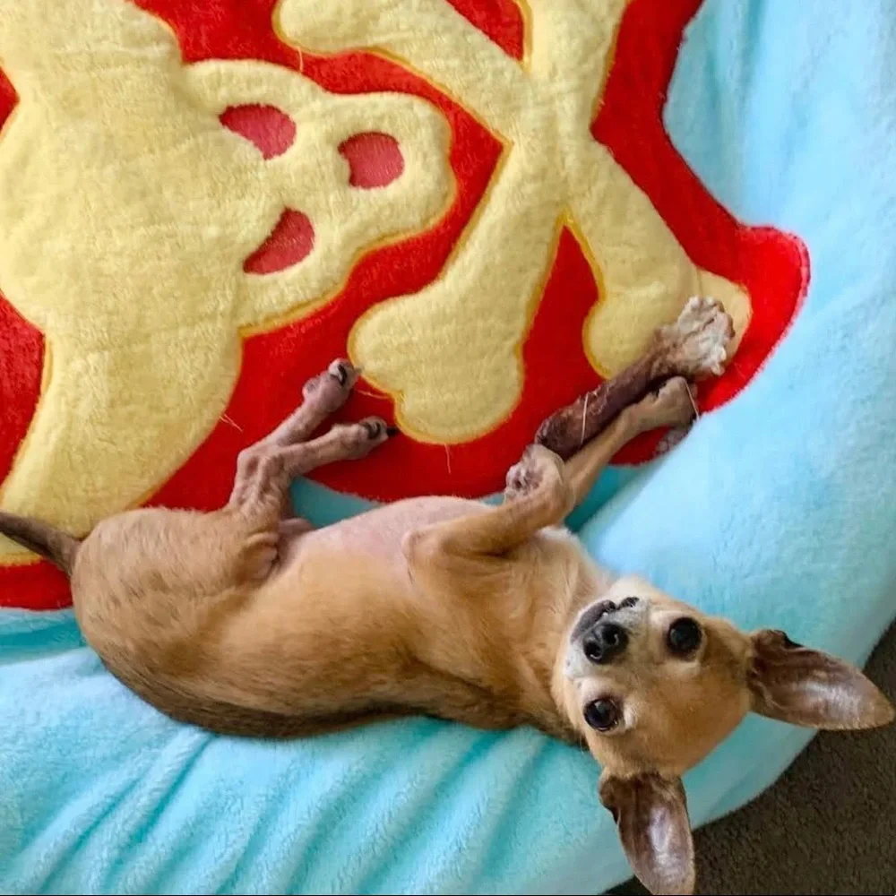 Dog Bed Cover ChiSkull Boy
